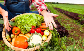 Foto que representa a produção de alimentos